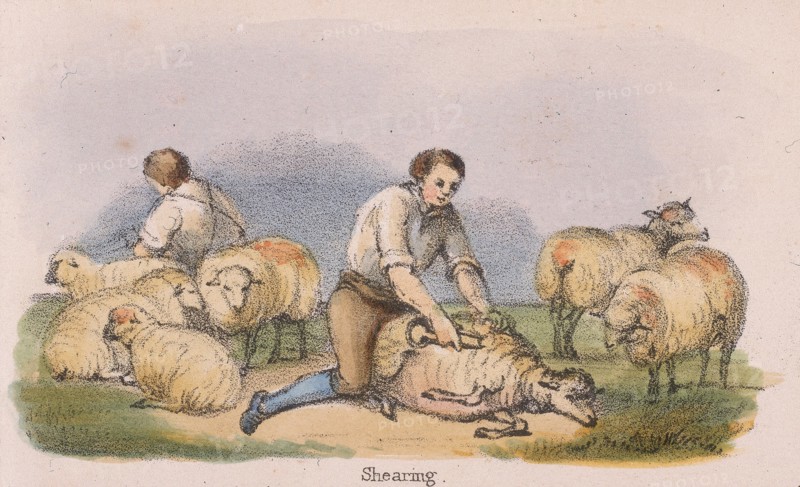 Shearing sheep