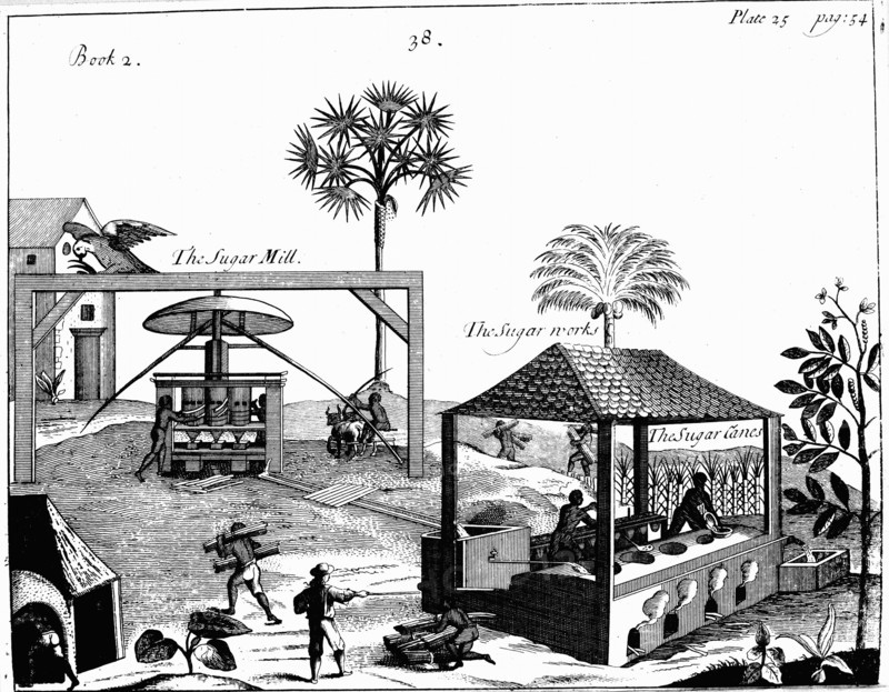 Slave labour on a sugar plantation in the West Indies