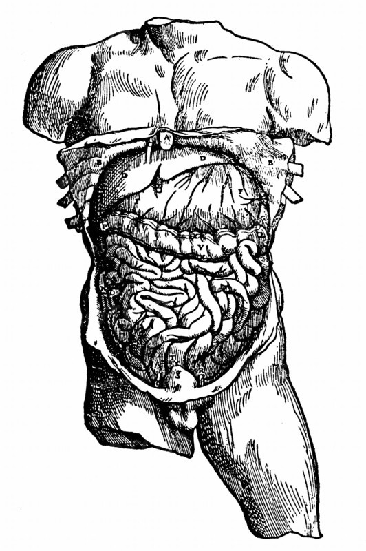 Abdominal cavity and its contents