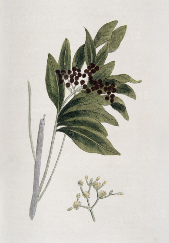 Allspice