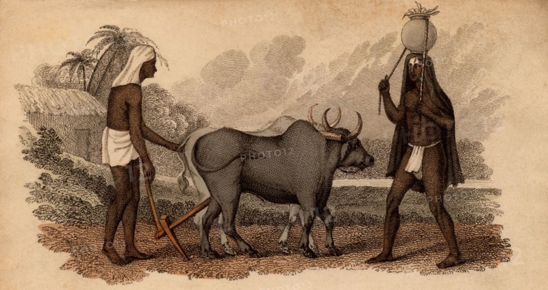 Inde : laboureur hindou et bâtre