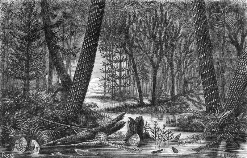 Carboniferous forest