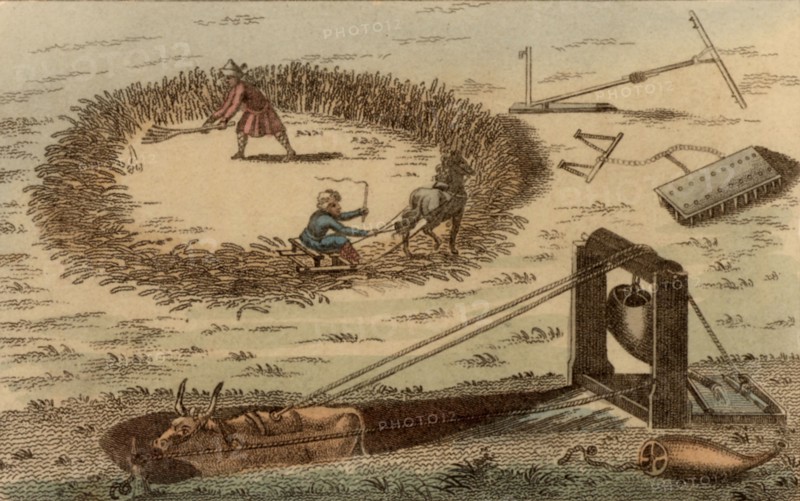 Threshing corn using a horse pulling a sledge