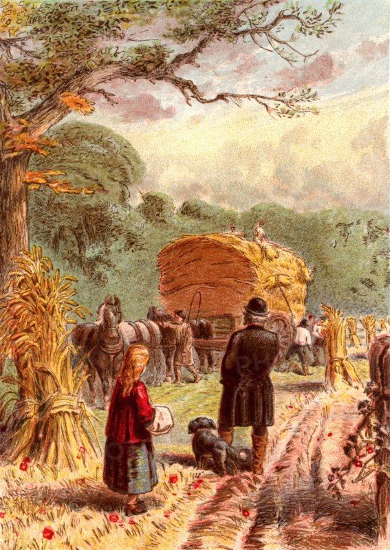 Harvest time