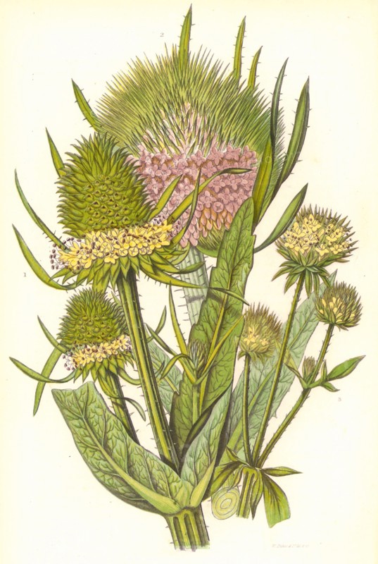 Wild teasle