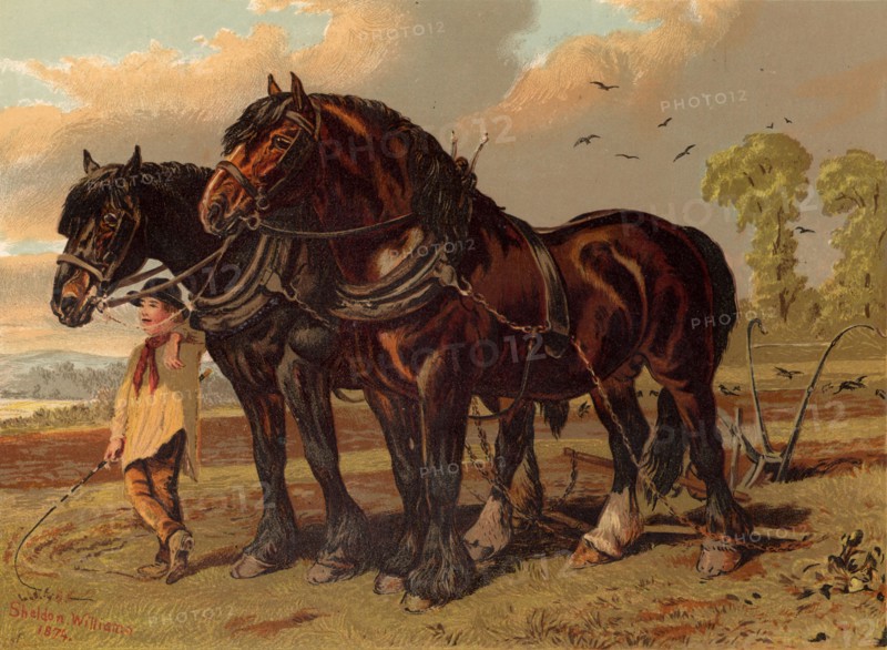 Clydesdale stallion and mare harnessed to the plough with ploughboy in attendance