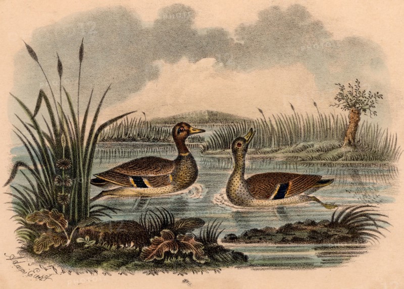 Mallard duck