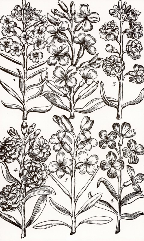 Wallfowers