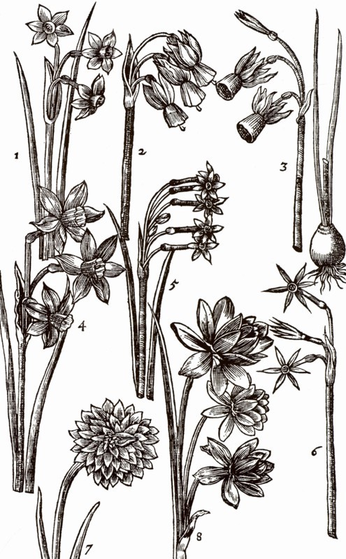 Varieties of Jonquils