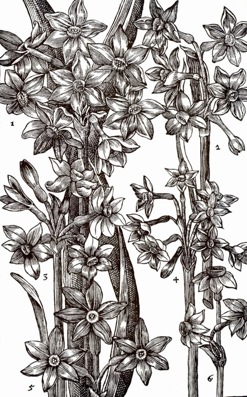 Varieties of Narcissus or Daffodil