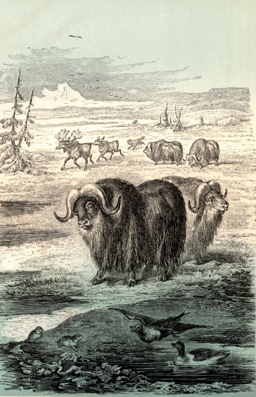 Musk Ox