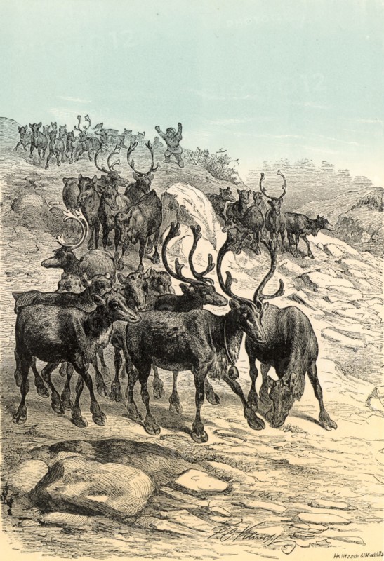 Reindeer