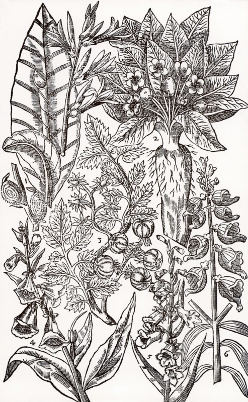 Mandrake