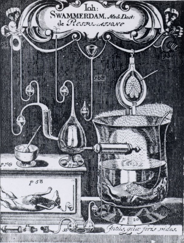 Jan Swammerdam