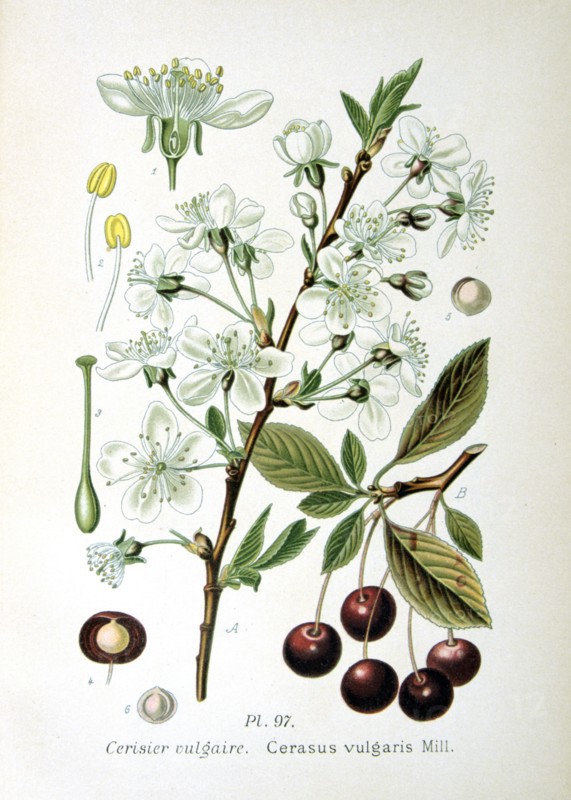 Sour Cherry