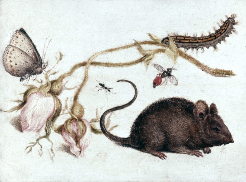 Mouse, Fowers and Insects: Butterfly and caterpillar on a sprig of faded pink moss rose buds