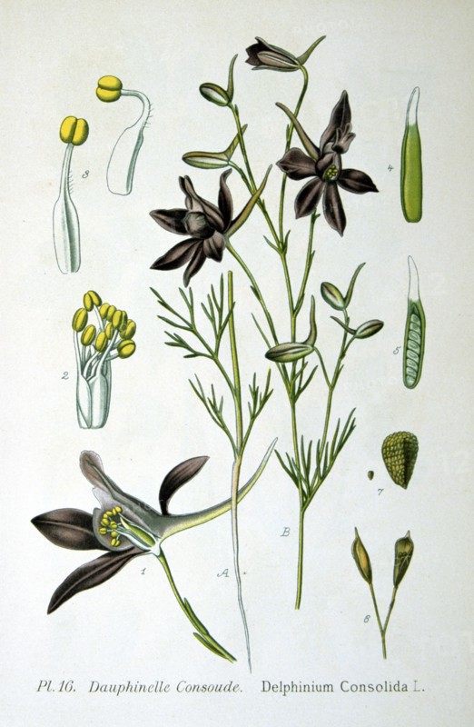 Forking Larkspur