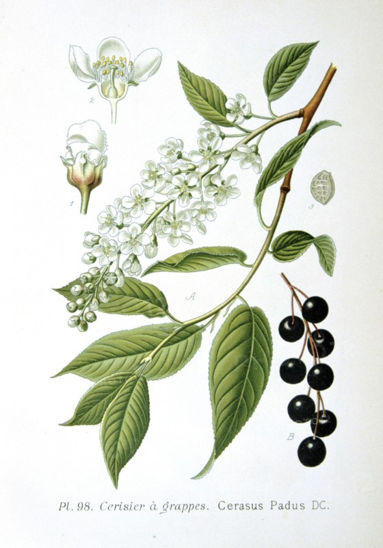 Bird Cherry