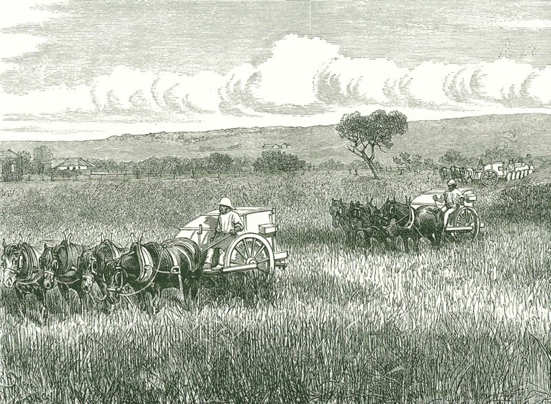 Horse-drawn mechanical harvesters in use near Adelaide, Australia