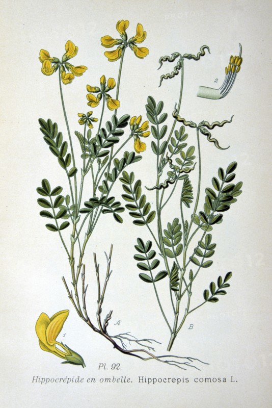Horseshoe Vetch