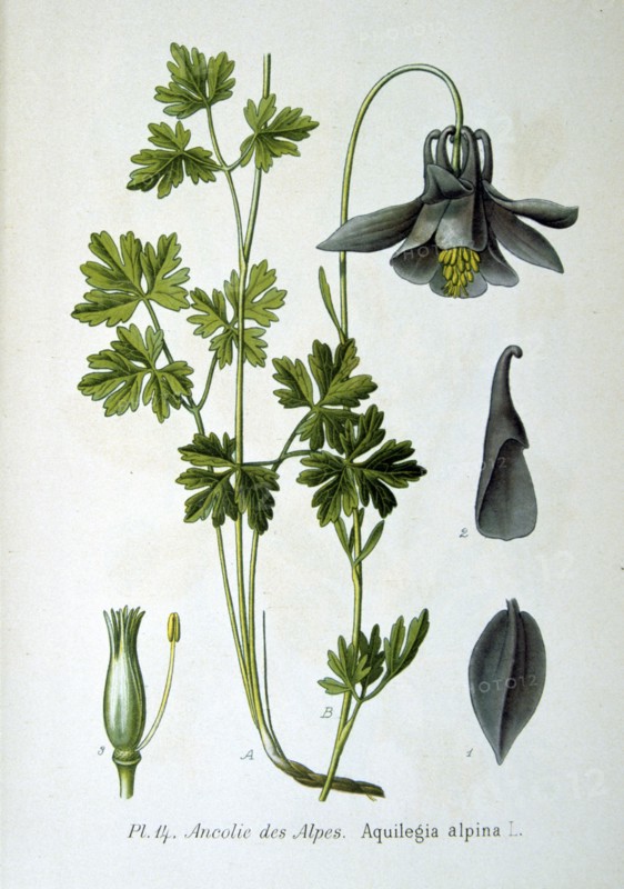 Alpine columbine
