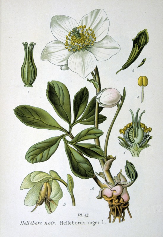 Christmas Rose or Black Hellebore (Helleborus niger) winter flowering herbaceous perennial native to Europe and Asia. From Amedee Masclef "Atlas des Plantes de France", Paris, 1893.