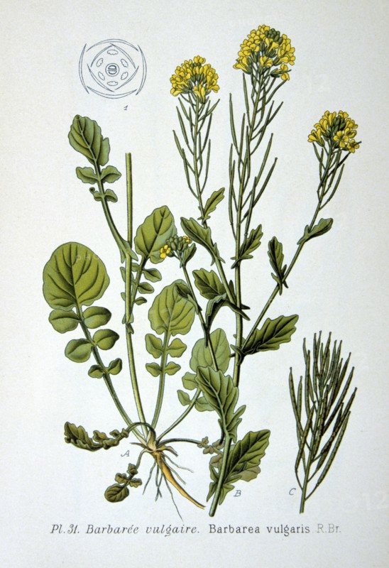 Common Bittercress or Yellow Rocket