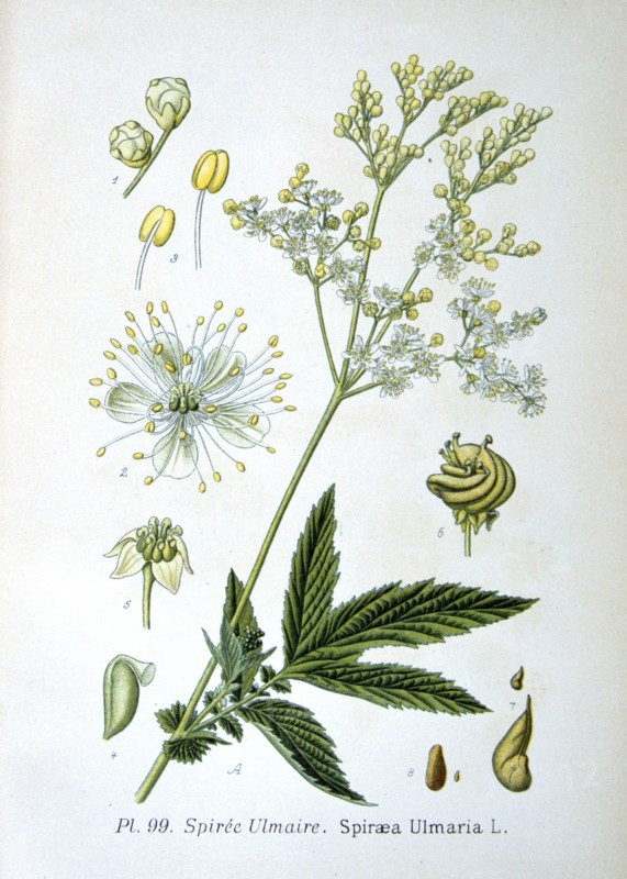 Meadowsweet