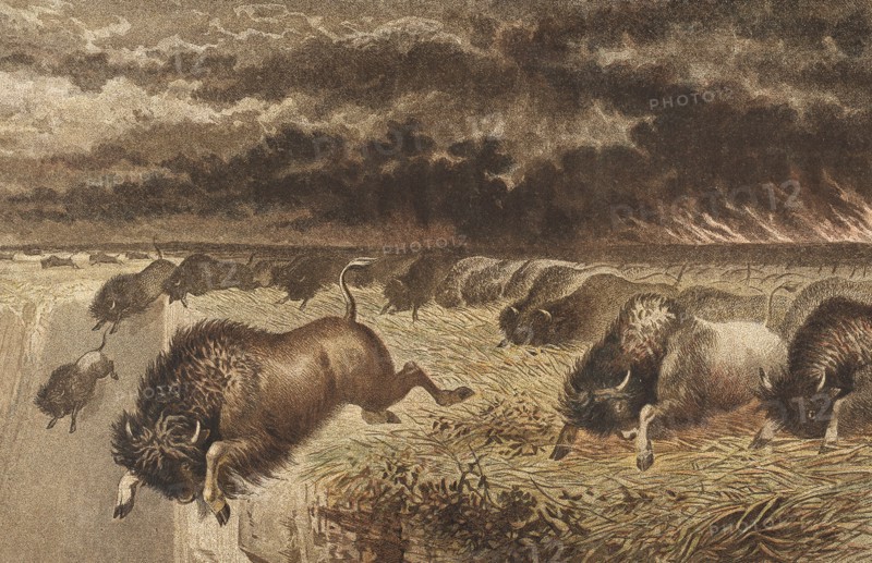 Buffalo stampeding over a precipice