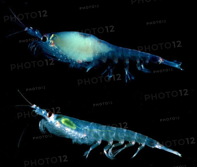 Krill
