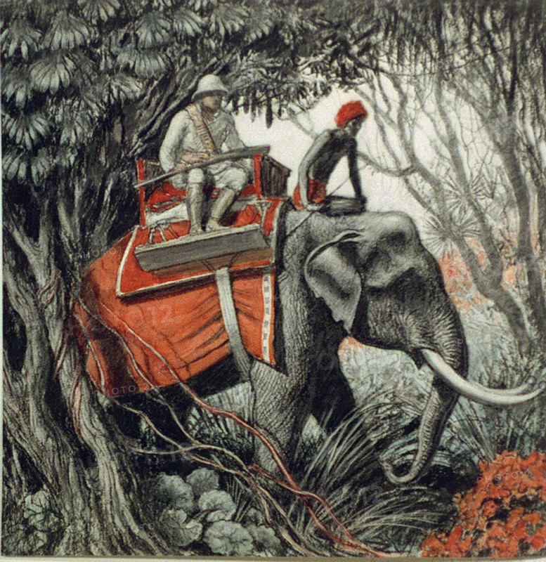 Tiger hunting in Indian jungle