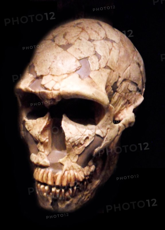 Early hominid skull