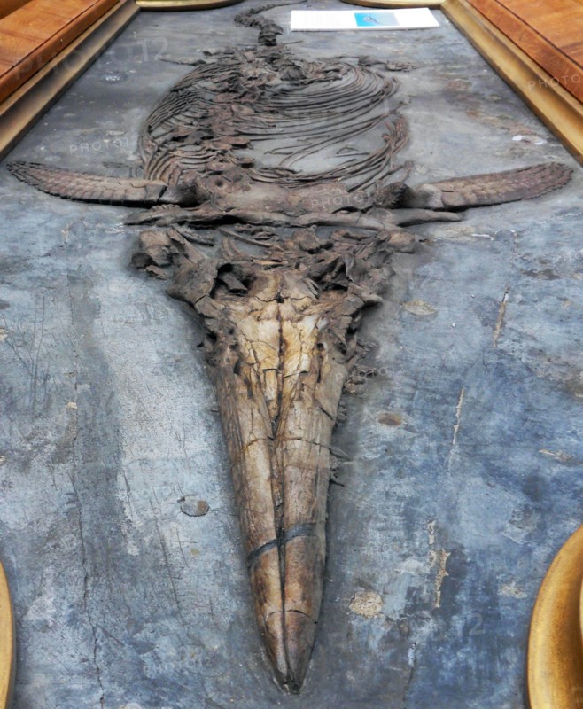 The Duke of Marlborough's Ichthyosaur