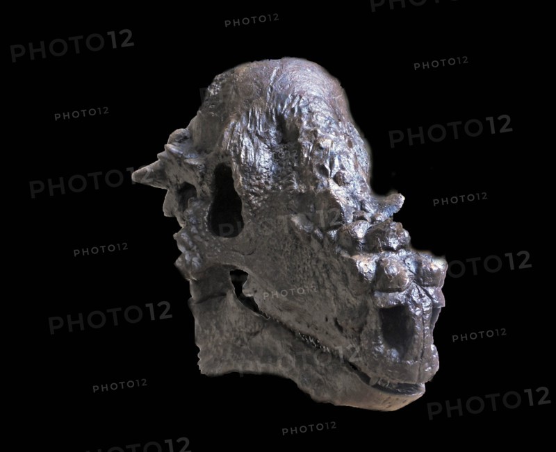 Cast of the skull of the Late Cretaceous herbivorous dinosaur