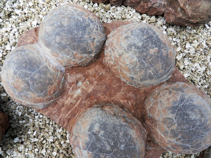 Dinosaur egg from Henau Province