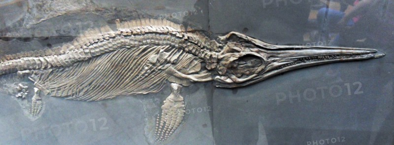 Stenopterygius megacephalus von Huene Posidonienschiefer