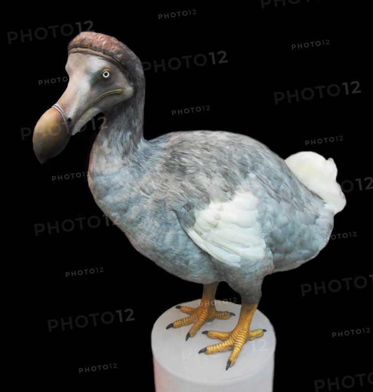 Raphus cucullatus