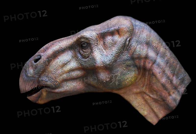 Reconstruction of the head of Iguanodon bernissartensis