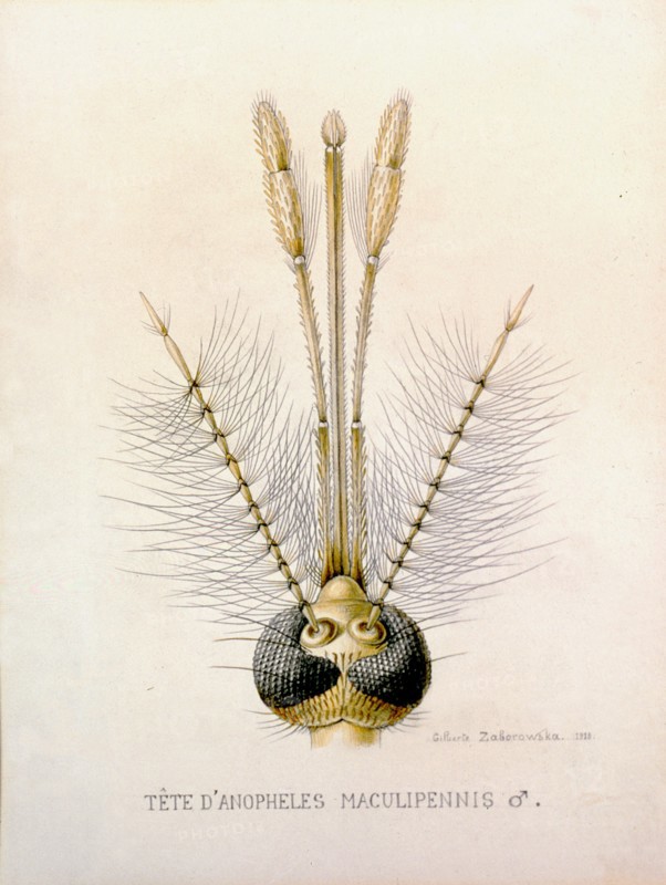 Head of the Anopheles Mosquito showing the male mouthparts