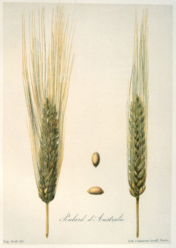 Plate showing variety Poulard d'Australie