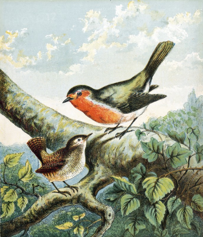 Cock Robin singing to Jenny Wren