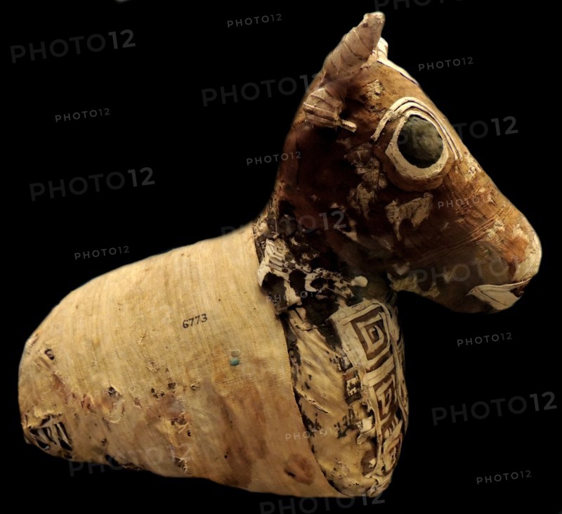 Mummy of a Young Bull 20 BC