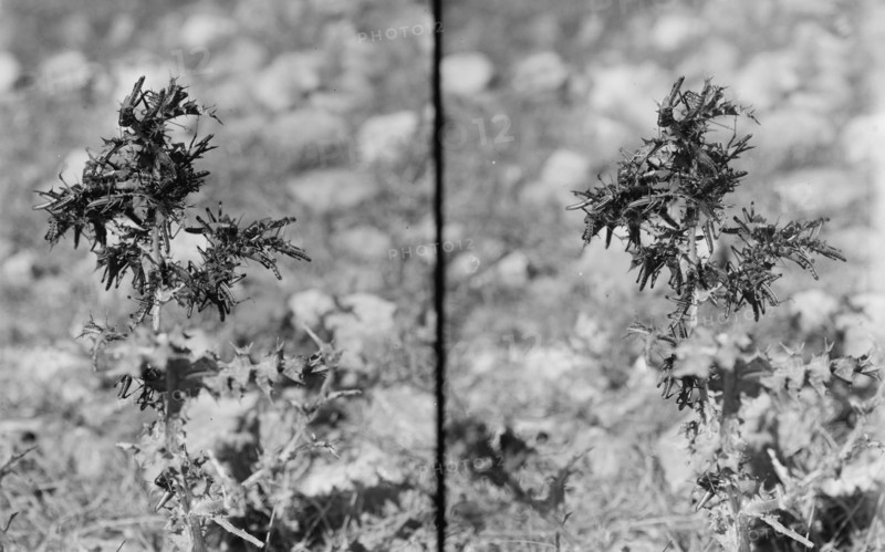 The plague of locusts in Palestine