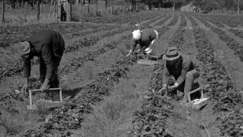 Negro intrastate migrant worker, Italian grower and his wife picking berries Date 19390101.