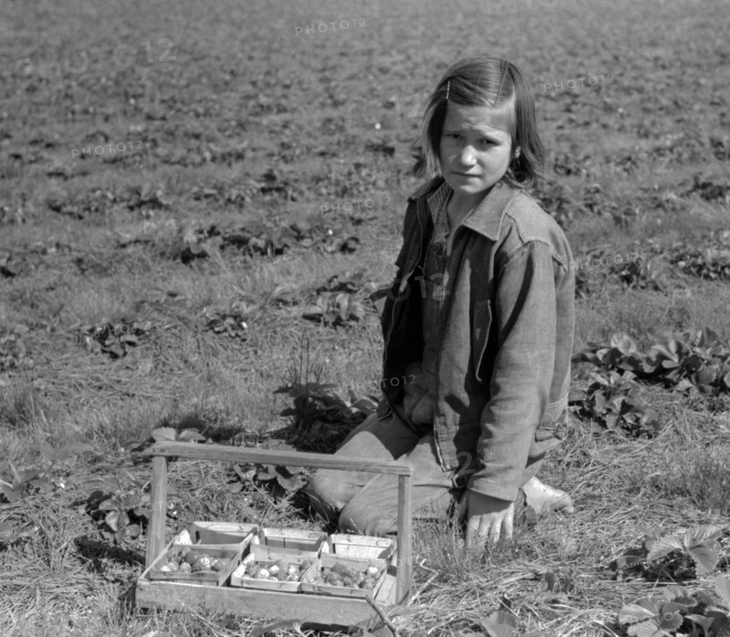Child of white migrant berry worker picking strawberries in field near Ponchatoula, Louisiana By Russell Lee, 1903-1986, photographer Date 19390101.