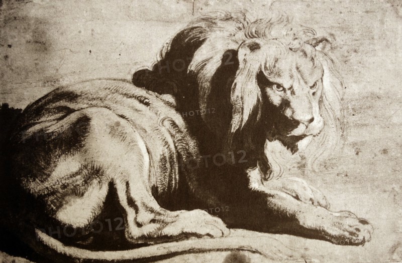 Black chalk and wash heightened with white illustration of a Lion