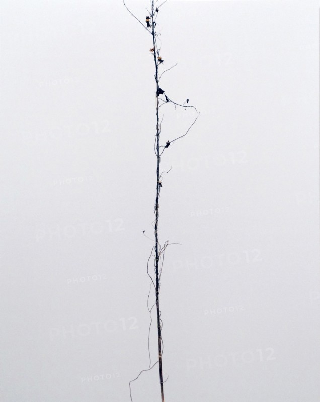 Untitled chromogenic print by Éric Poitevin