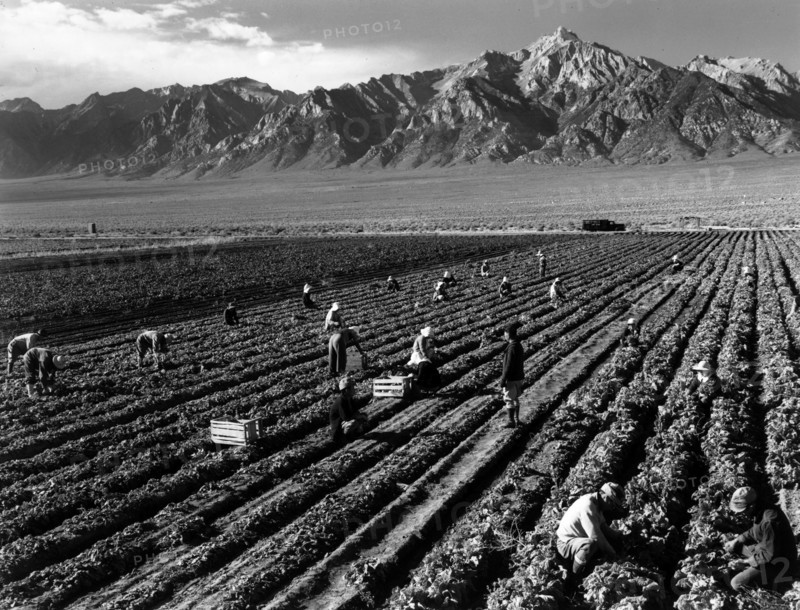 Photographic print of farm workers with Mt. Williamson in the background, Manzanar Relocation Centre