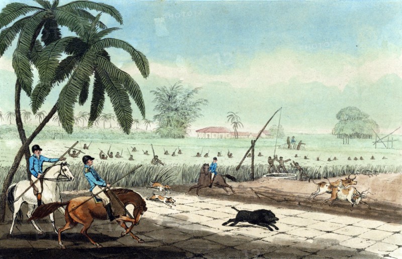 Beating sugar-canes for a hog by Samuel Howitt,