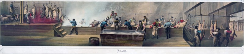 Pork packing in Cincinnati - Killing